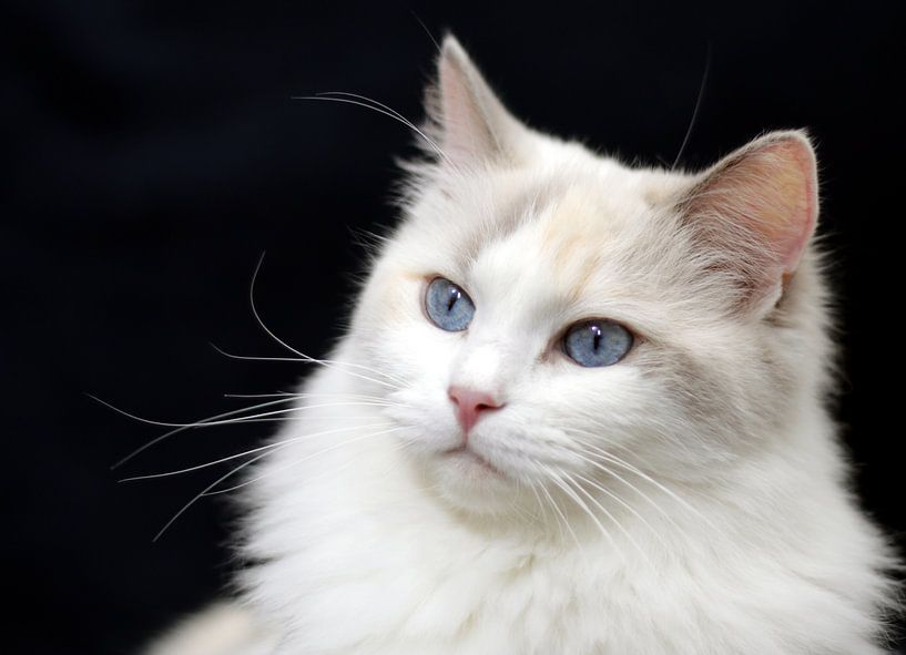 Ragdoll poes Faya of Furocats von Corry Husada-Ghesquiere