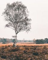 Veluwe plain
