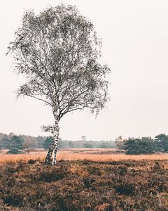 Veluwe-Ebene von Mick van Hesteren