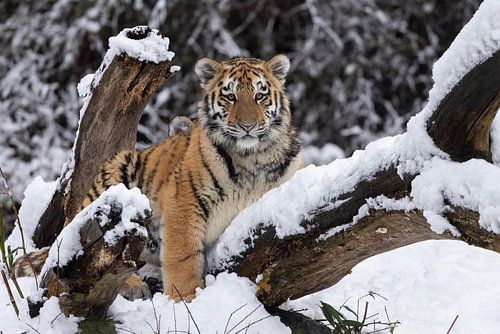 Tijgerwelp geniet van de sneeuw