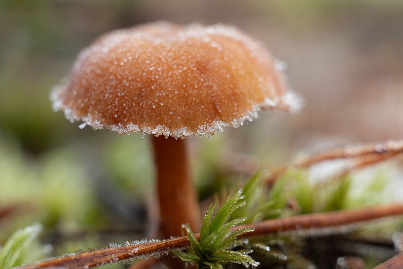 Champignon avec cristaux de glace par Yanuschka | Fotografie Noordwijk