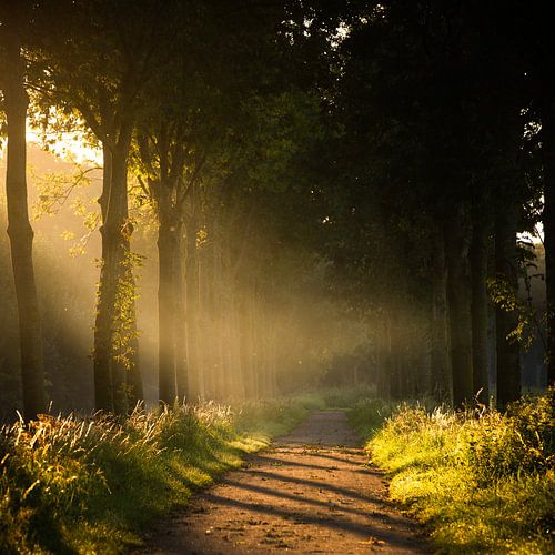 Bomenlaantje met zonsopkomst.