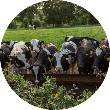 Drinkende koeien in Zuid-Limburg van John Kreukniet