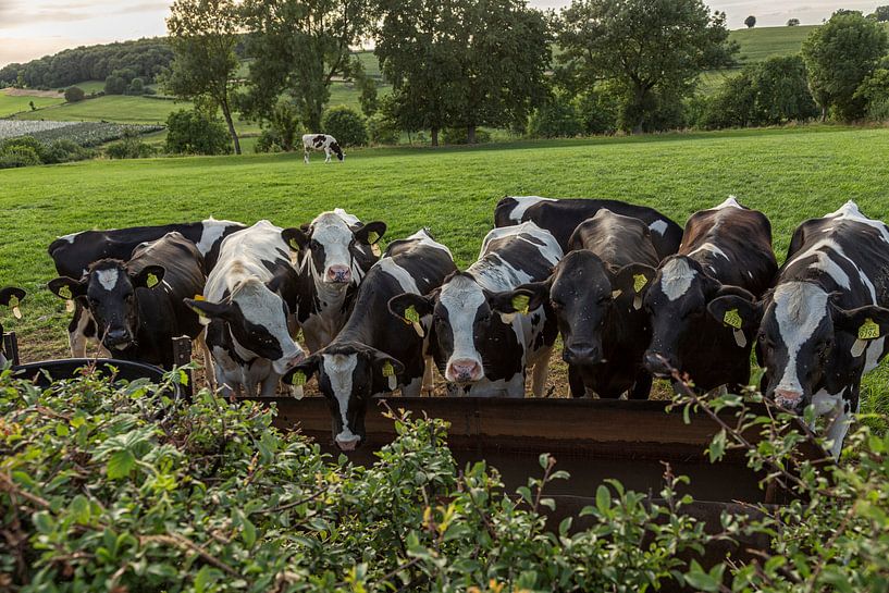 Trinkende Kühe in Süd-Limburg von John Kreukniet