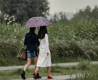 The umbrella