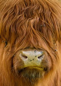 Schottischer Highlander in Großaufnahme