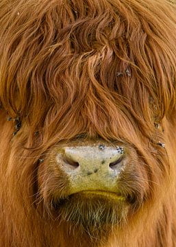 Schotse hooglander in close-up van Peter Bartelings