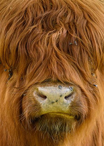 Schotse hooglander in close-up