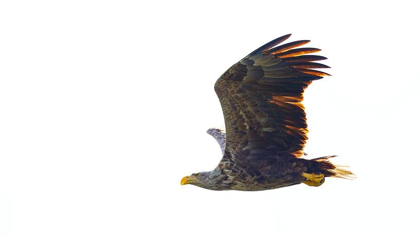 Seeadler im Flug von Roland Brack