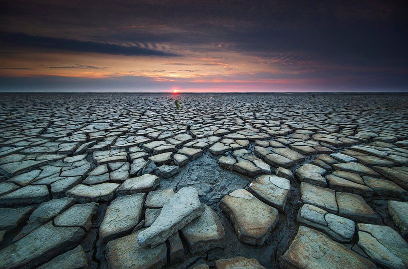 The drought by Sven Broeckx