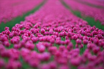 Tulpenveld van Marcel Ohlenforst