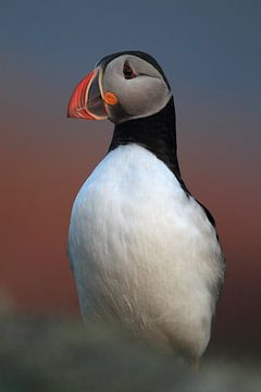 Atlantic Puffin or Common Puffin, Fratercula arctica, Norway by Frank Fichtmüller