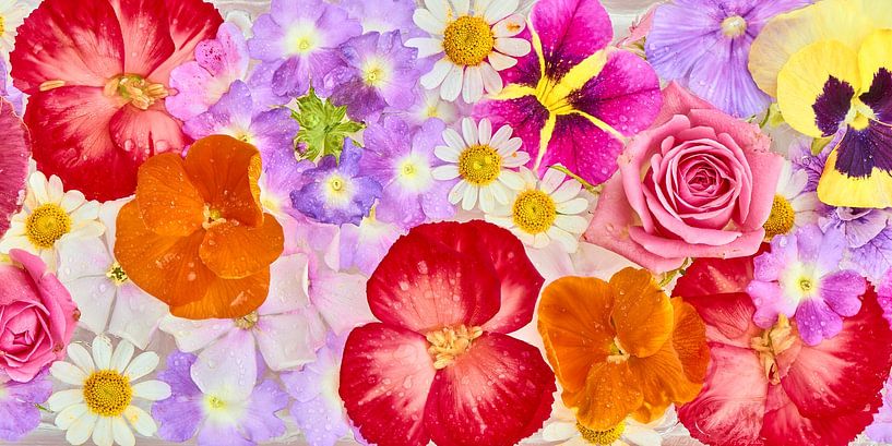 &quot;Panorama of summer bloomers on ice&quot;&quot; by Jenco van Zalk