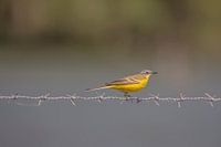 Yellow wagtail
