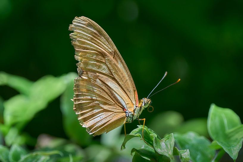 Butterfly ... by Eric Fotografie