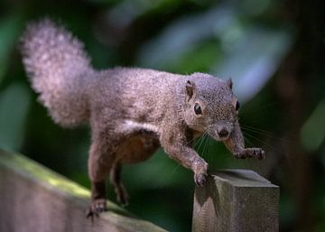 Een eekhoorn op het hek