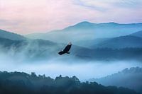 Adler
