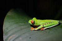 Red-eyed macaw frog in Costa Rica