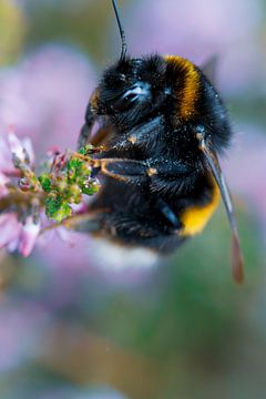 Bumblebee on the top of a Flower van Shanna van Mens Fotografie