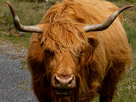 Schotse Hooglander 7/8 van Adelheid Smitt