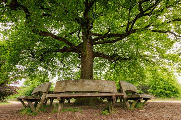 Banc près du chêne solitaire sur Amerongse Berg - Utrechtse Heuvelrug