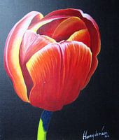 Roodgele Tulp