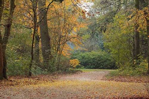 De herfst in het bos