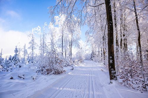 Tour de ski de fond par un temps impérial dans la forêt enneigée de Thuringe près de Floh-Seligenthal - Thuringe - Allemagne
