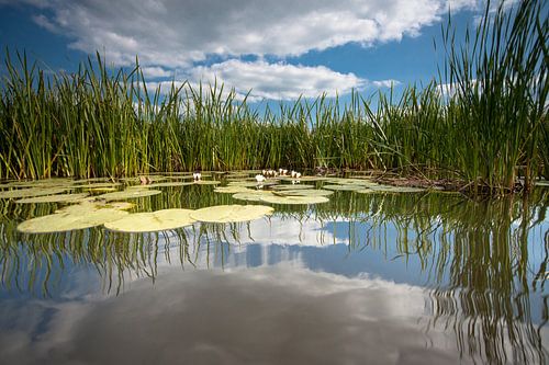 Seerose auf widerspiegelnder Wasseroberfläche mit weißen Wolken