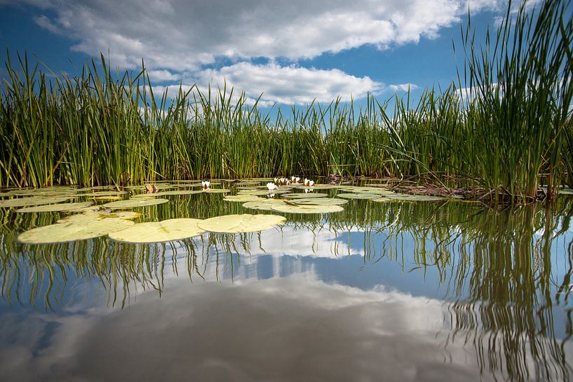 Waterlelie op spiegelend wateroppervlak met witte wolken van Fotografiecor .nl