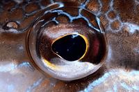 ART SUBAQUATIQUE - YEUX