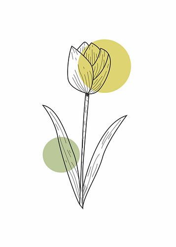 tulp