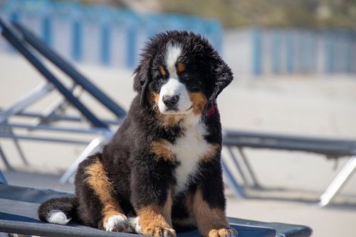 Cute Bernese Mountain Dog puppy on the beach