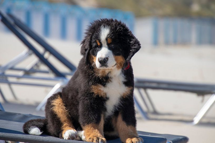 Cute Bernese Mountain Dog puppy on the beach by Joost Winkens