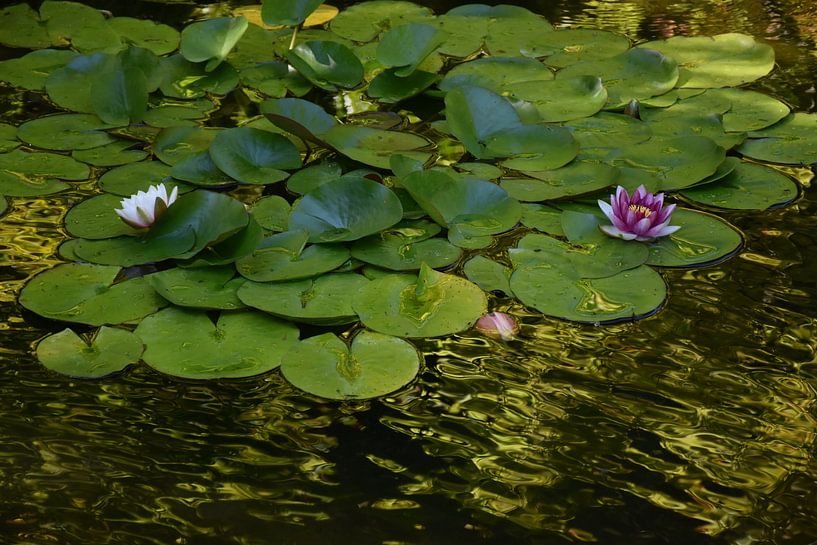 Lotus flowers in a pond by Claude Laprise