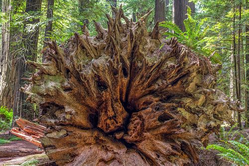 Mijn gigantische wortels laten zien
