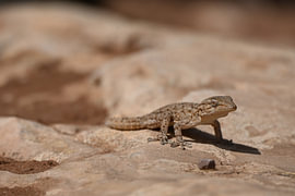 Gekko dans le désert sur michiel Van de velde