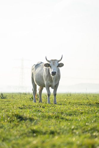 Vache dans un pré