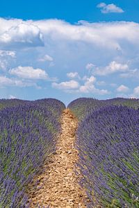 Blühender Lavendel in der Provence an einem Sommertag