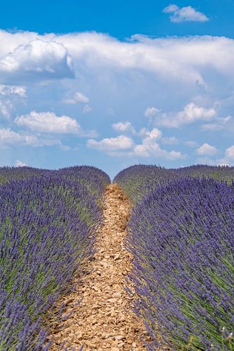 Bloeiende lavendel in de Provence tijdens een zomerse dag