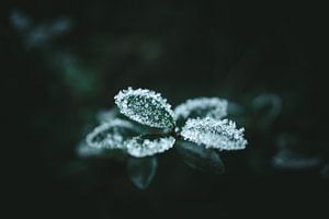 Bladeren met sneeuw en ijs IV van Jan Eltink