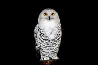 Portrait of a Snow Owl van Cho Tang thumbnail