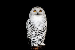 Portrait of a Snow Owl sur Cho Tang