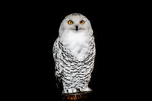 Portrait of a Snow Owl