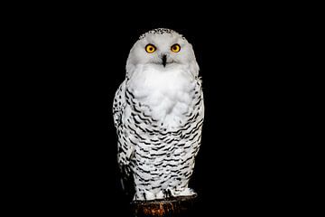 Portrait of a Snow Owl van Cho Tang