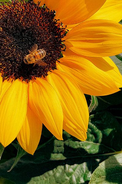 Sunflower by Truckpowerr