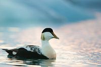 Eider in schemering, IJsland