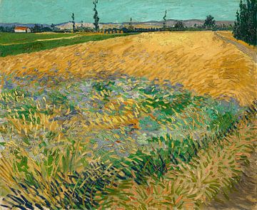 Vincent van Gogh, Korenveld