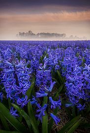 Morgenglut auf dem Hyazinthenfeld von Olga Ilina