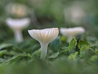 Champignons en guise de bougies chauffe-plat